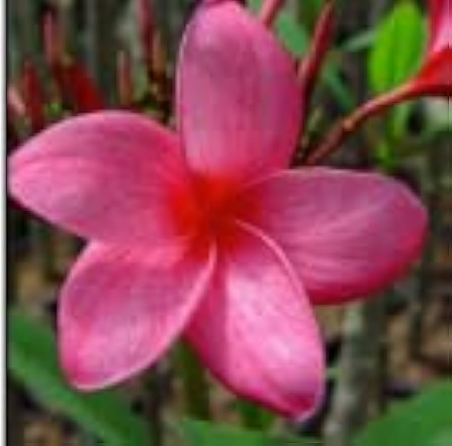 Amazon.com : Red Sparkles Plumeria Plant - Frangipani - 12